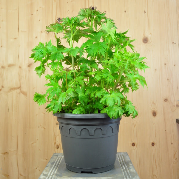 Rittersporn Delphinium Cultivars Mix – Blütenschmuck aus Schweizer Produktion