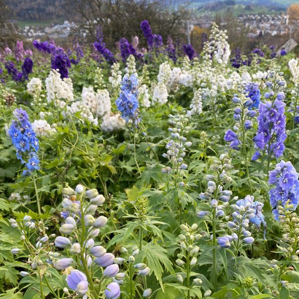 Rittersporn Delphinium Cultivars Mix – Blütenschmuck aus Schweizer Produktion