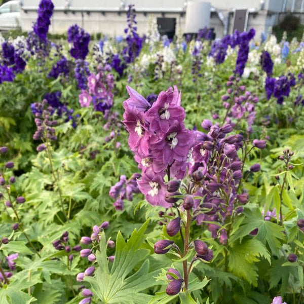 Rittersporn Delphinium Cultivars Mix – Blütenschmuck aus Schweizer Produktion