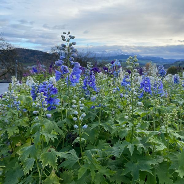 Rittersporn Delphinium Cultivars Mix – Blütenschmuck aus Schweizer Produktion