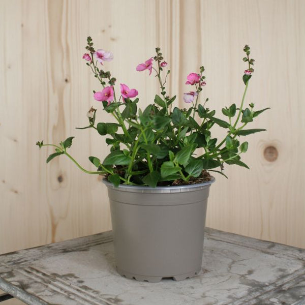 Elfensporn (Diascia personata Pink) – Saisonpflanze für sonnige Plätze