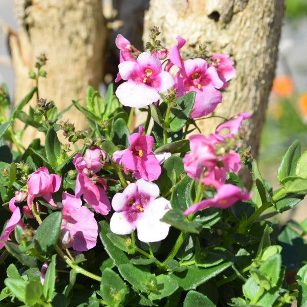 Elfensporn (Diascia personata Pink) – Saisonpflanze für sonnige Plätze