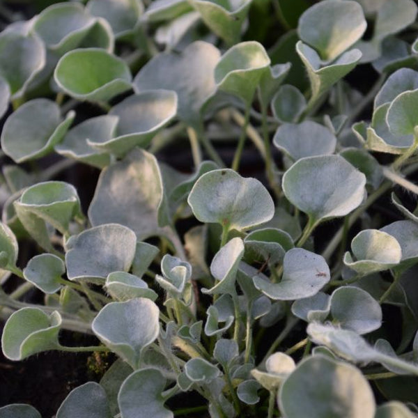 Silberregen 'Silver Falls' – Dichondra als hängender Sommerflor