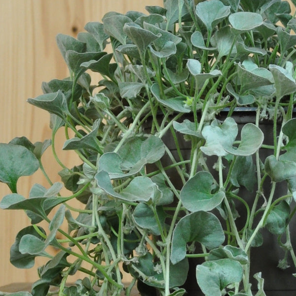Silberregen 'Silver Falls' – Dichondra als hängender Sommerflor