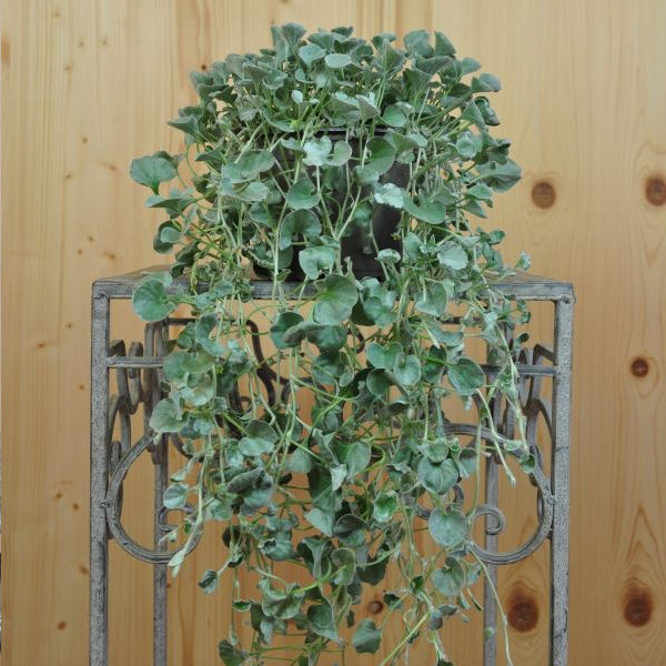 Silberregen 'Silver Falls' – Dichondra als hängender Sommerflor