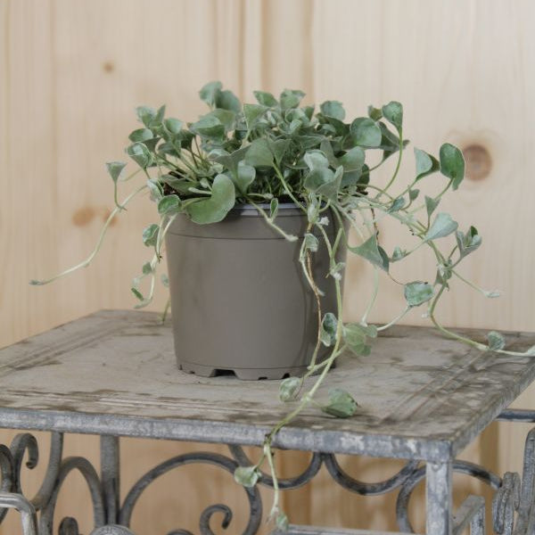 Silberregen 'Silver Falls' – Dichondra als hängender Sommerflor