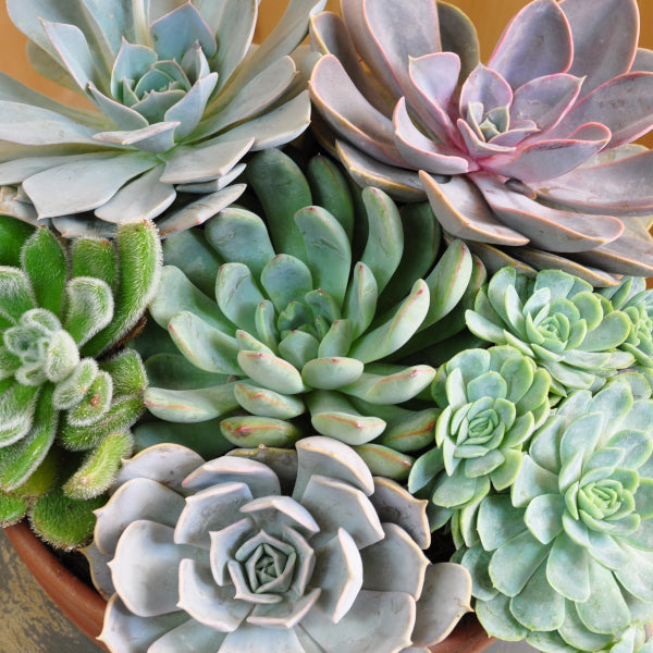 Fettblattrosette Echeveria mix Schale – Sukkulente für Wohnung und Sommerflor