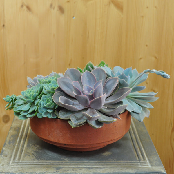 Fettblattrosette Echeveria mix Schale – Sukkulente für Wohnung und Sommerflor