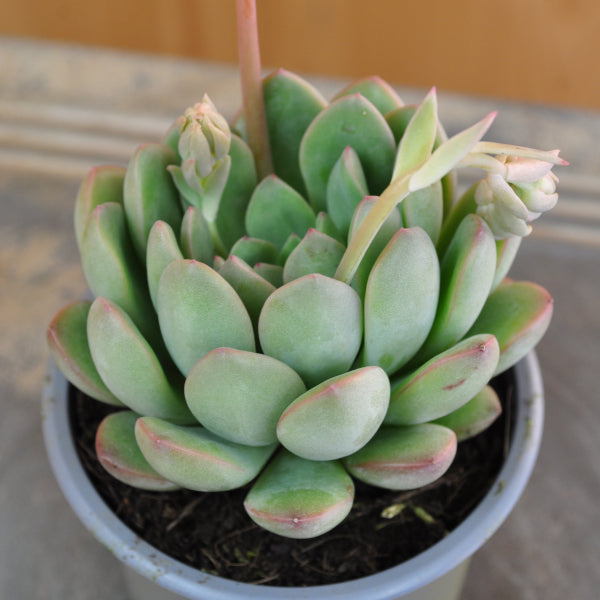 Echeveria Morning Day – Fettblattrosette als dekorative Sukkulente