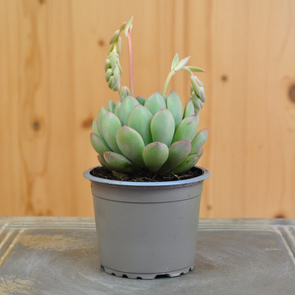 Echeveria Morning Day – Fettblattrosette als dekorative Sukkulente