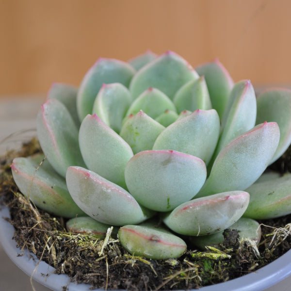 Echeveria Pink Edge – Fettblattrosette, rosa, 9er Topf