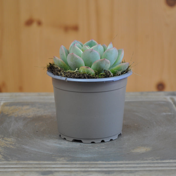 Echeveria Pink Edge – Fettblattrosette, rosa, 9er Topf