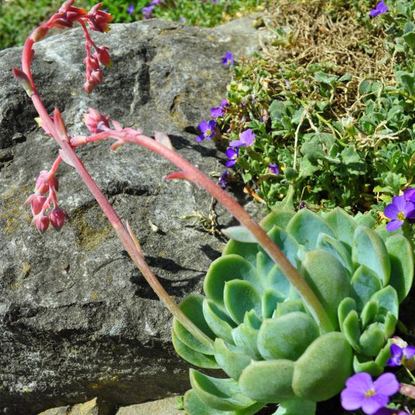 Fettblattrosette Echeveria elegans silber – Saisonpflanze 9 cm Topf aus Schweizer Produktion