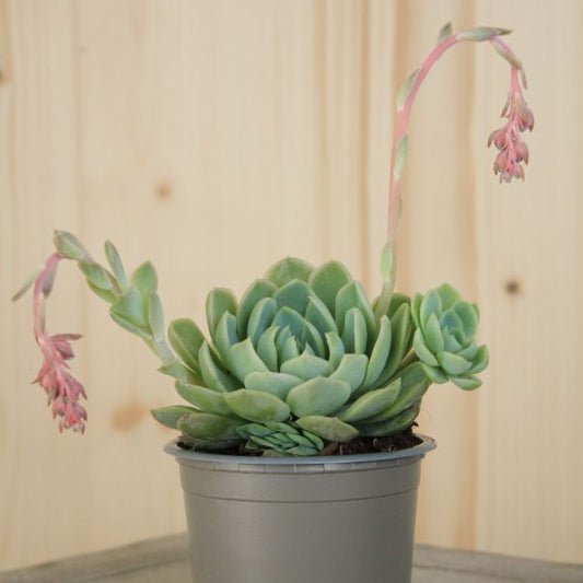 Fettblattrosette Echeveria elegans silber – Saisonpflanze 9 cm Topf aus Schweizer Produktion
