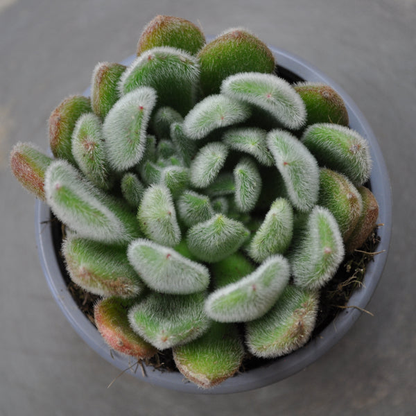 Fettblattrosette (Echeveria setosa) – Sukkulente für sonnige Standorte