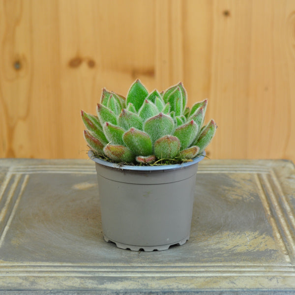Fettblattrosette (Echeveria setosa) – Sukkulente für sonnige Standorte