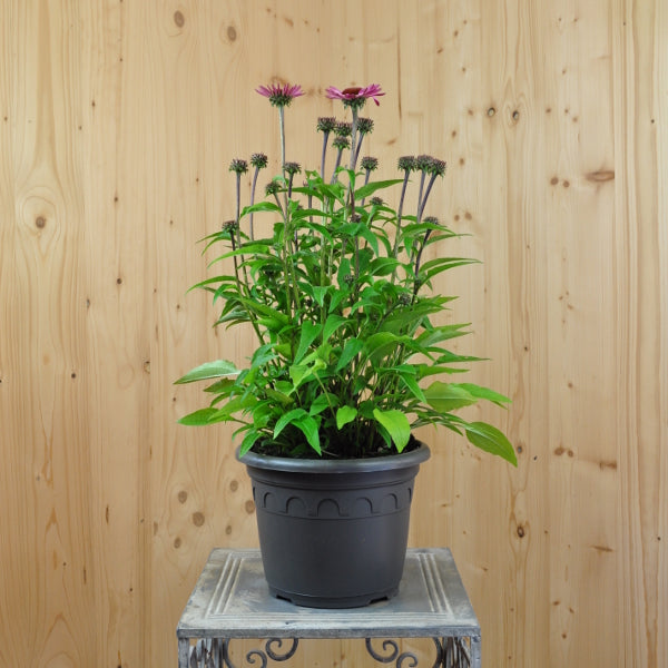 Echinacea purpurea Pink – Schein-Sonnenhut, winterhart und attraktiv für Schmetterlinge, 21er Topf