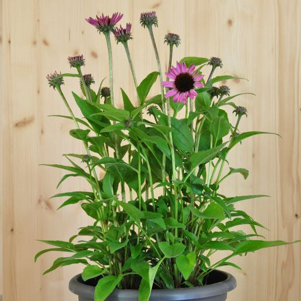 Echinacea purpurea Pink – Schein-Sonnenhut, winterhart und attraktiv für Schmetterlinge, 21er Topf