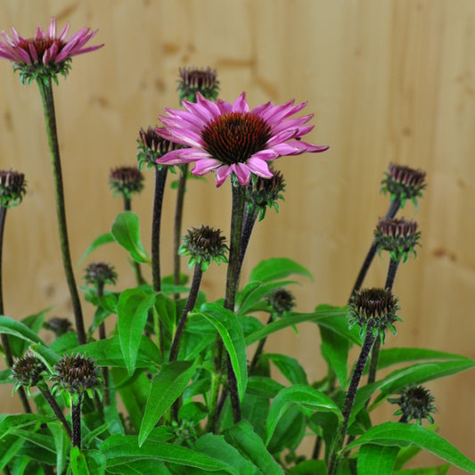 Echinacea purpurea Pink – Schein-Sonnenhut, winterhart und attraktiv für Schmetterlinge, 21er Topf