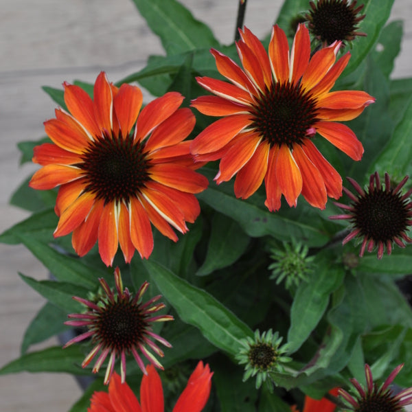 Echinacea purpurea Orange – Schein-Sonnenhut als schmetterlingsfreundliche Staude aus Schweizer Produktion