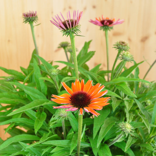 Echinacea purpurea Orange – Schein-Sonnenhut als schmetterlingsfreundliche Staude aus Schweizer Produktion