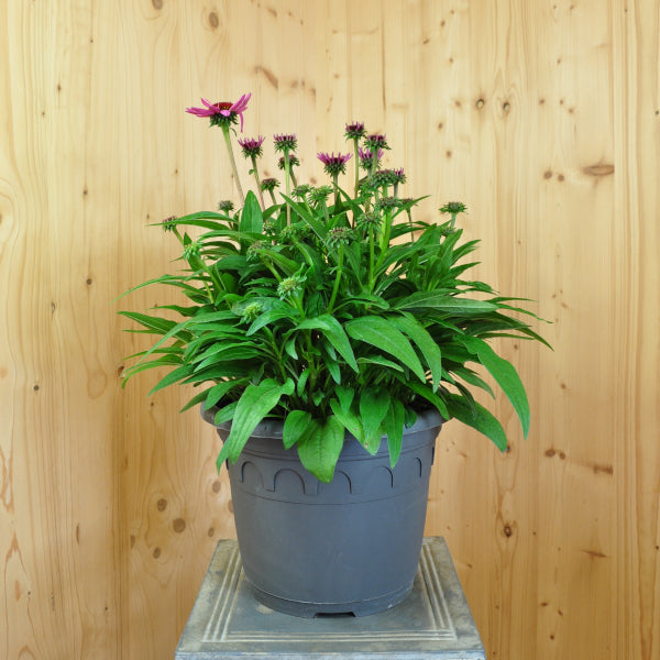 Echinacea purpurea Pink – Schein-Sonnenhut für farbenfrohe und insektenfreundliche Gärten
