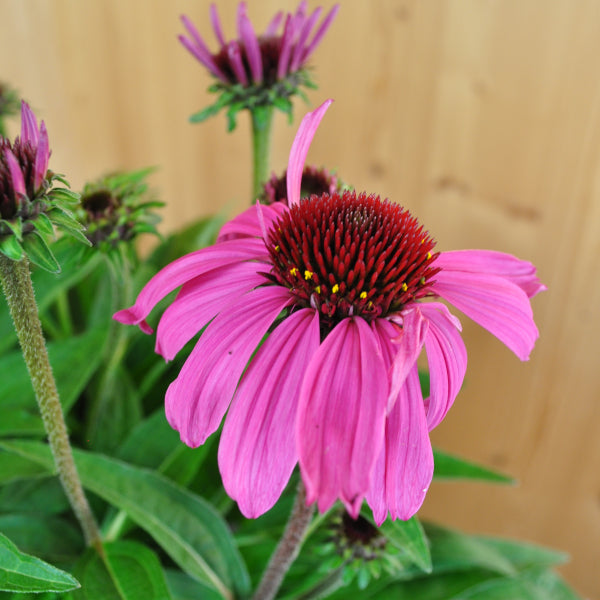 Echinacea purpurea Pink – Schein-Sonnenhut für farbenfrohe und insektenfreundliche Gärten