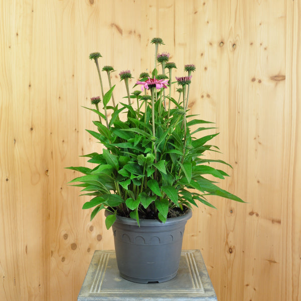 Echinacea purpurea Rosa – Schein-Sonnenhut aus Schweizer Produktion