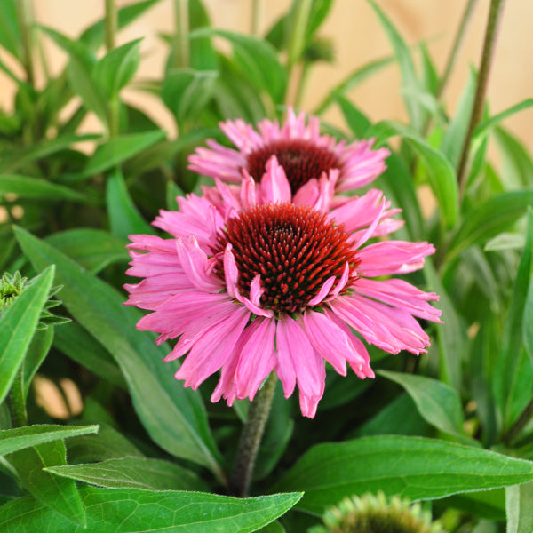 Echinacea purpurea Rosa – Schein-Sonnenhut aus Schweizer Produktion