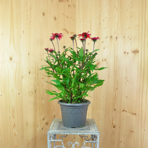 Echinacea purpurea Rot – Schein-Sonnenhut aus Schweizer Produktion
