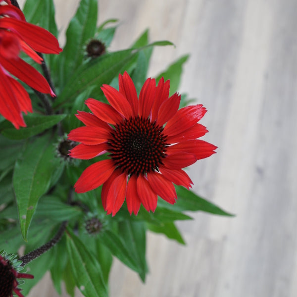 Echinacea purpurea Rot – Schein-Sonnenhut aus Schweizer Produktion