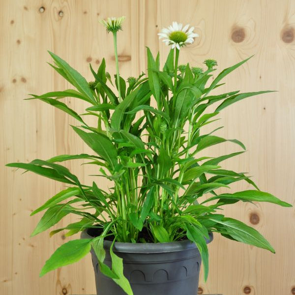 Echinacea purpurea Weiss – Schein-Sonnenhut aus Schweizer Produktion