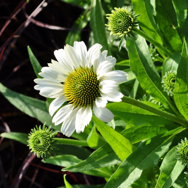 Echinacea purpurea Weiss – Schein-Sonnenhut aus Schweizer Produktion