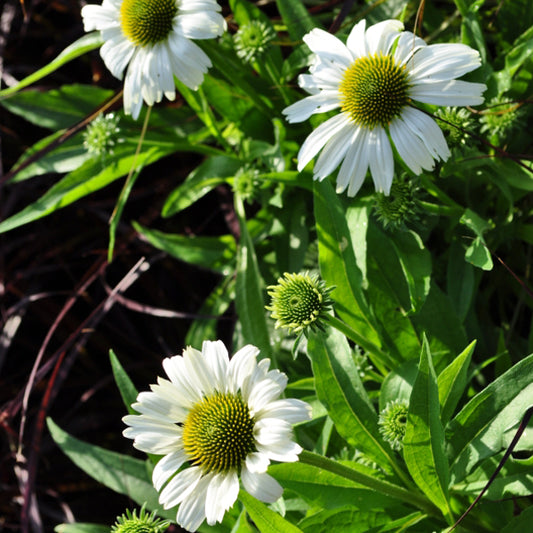 Echinacea purpurea Weiss – Schein-Sonnenhut aus Schweizer Produktion