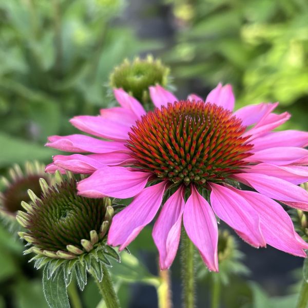 Echinacea purpurea Pink – Schein-Sonnenhut, winterhart und attraktiv für Schmetterlinge, 21er Topf