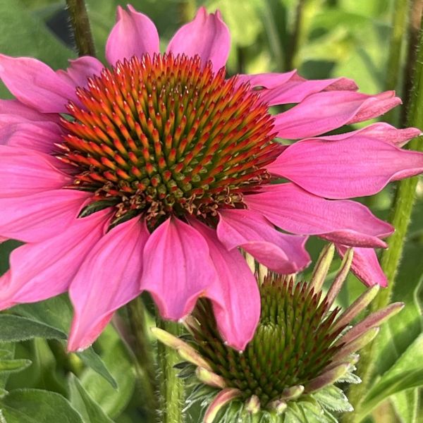 Echinacea purpurea Pink – Schein-Sonnenhut, winterhart und attraktiv für Schmetterlinge, 21er Topf