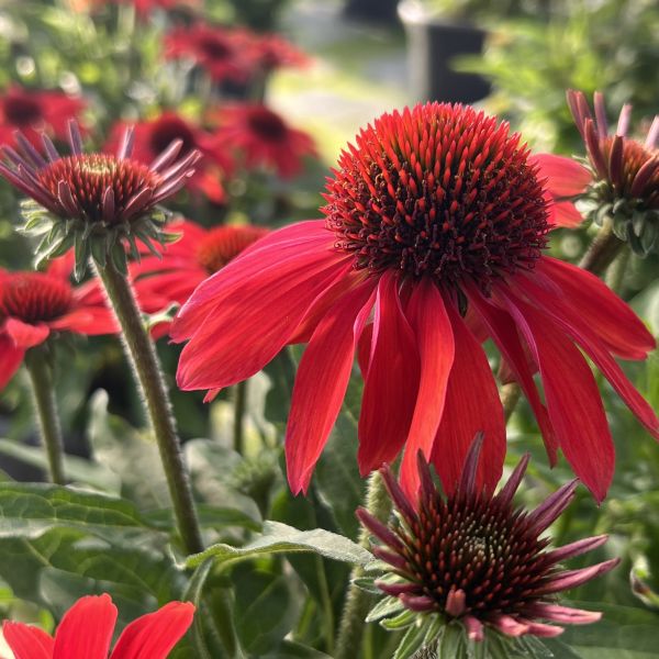 Echinacea purpurea Rot – Schein-Sonnenhut aus Schweizer Produktion