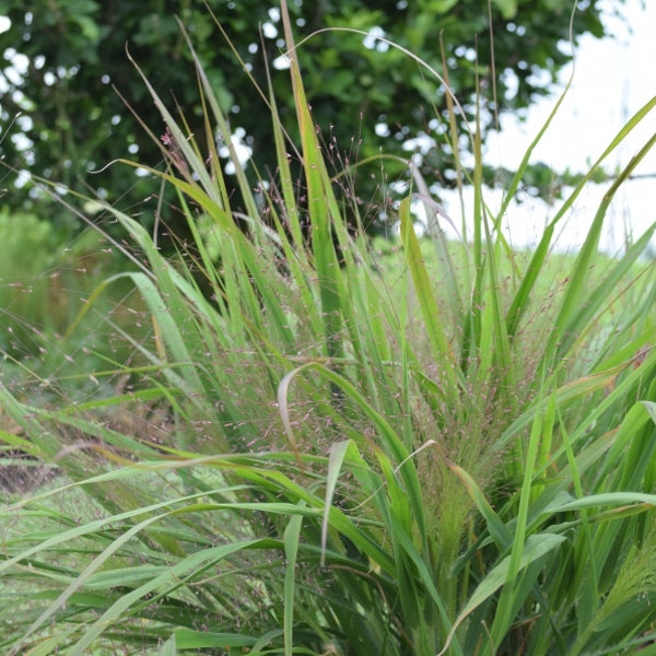 Purpur-Liebesgras: Eragrostis spectabilis Purple Love Grass