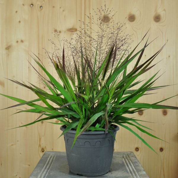 Purpur-Liebesgras: Eragrostis spectabilis Purple Love Grass