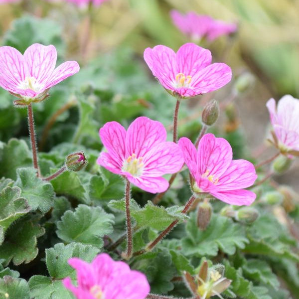 Reiherschnabel Bishops Form – rosa Blütenpracht für Steingärten