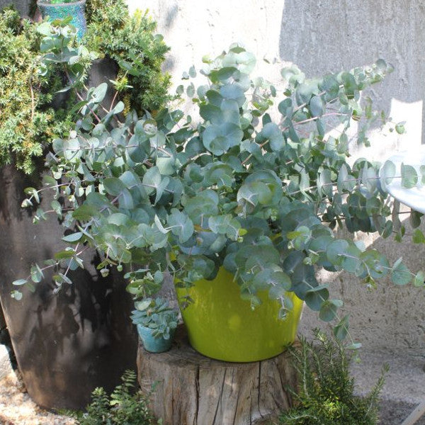 Eukalyptus cinerea 'Silver Tropfen' – Silberfarbene Saisonpflanze im 16er Topf