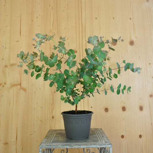 Eukalyptus cinerea 'Silver Tropfen' – Silberfarbene Saisonpflanze im 16er Topf