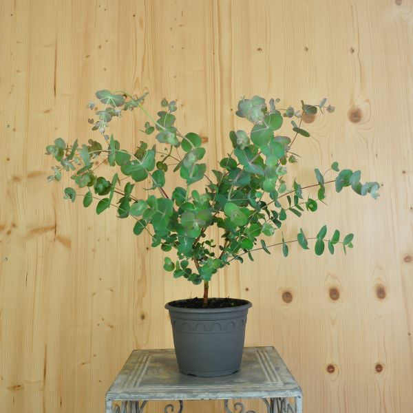 Eukalyptus cinerea 'Silver Tropfen' – Silberfarbene Saisonpflanze im 16er Topf