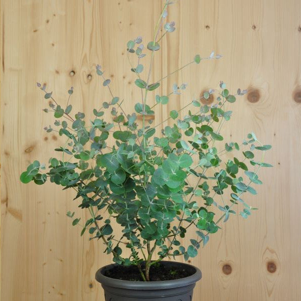Eukalyptus cinerea im 21er Topf – Silberfarbene Saisonpflanze aus Schweizer Produktion
