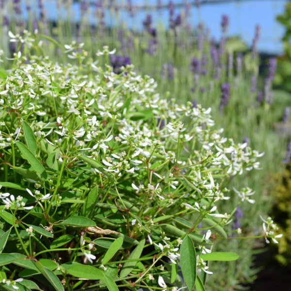 Zauberschnee Euphorbia Diamond Frost – weisser Sommerflor, nützlich für Insekten