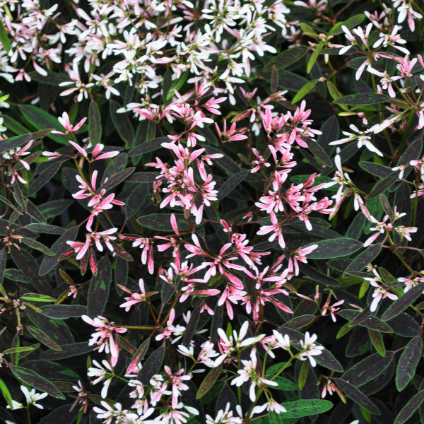 Zauberschnee 'Shades in Pink' – Dauerblühender Sommerflor aus Schweizer Produktion