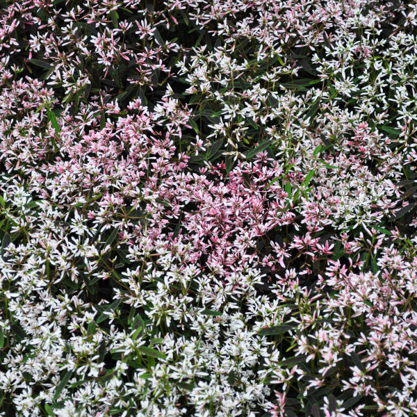 Zauberschnee 'Shades in Pink' – Dauerblühender Sommerflor aus Schweizer Produktion