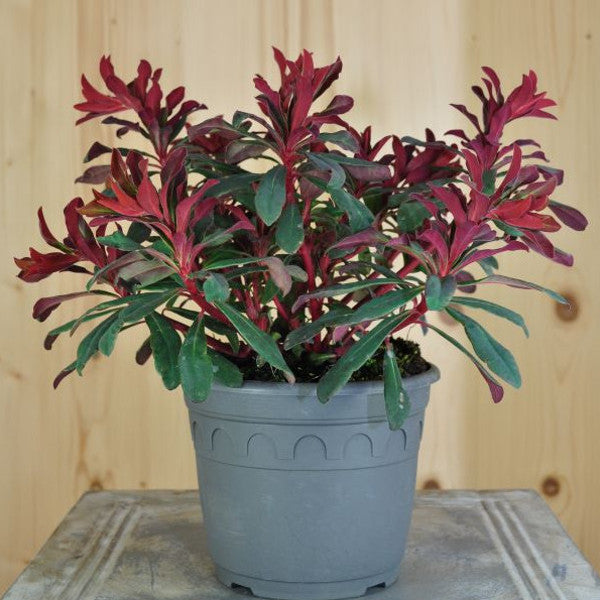 Mandelblättrige Wolfsmilch - Euphorbia amygdaloides Xenia