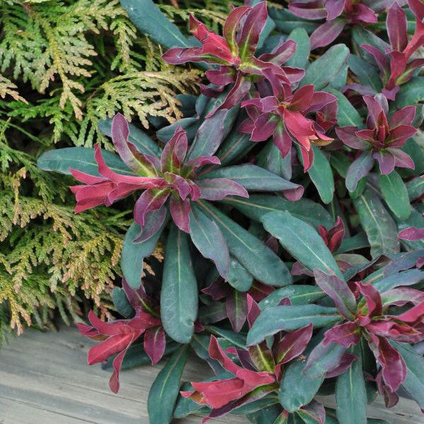 Mandelblättrige Wolfsmilch - Euphorbia amygdaloides Xenia