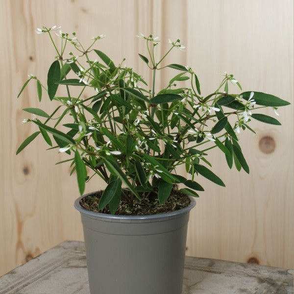 Zauberschnee Euphorbia Diamond Frost – weisser Sommerflor, nützlich für Insekten